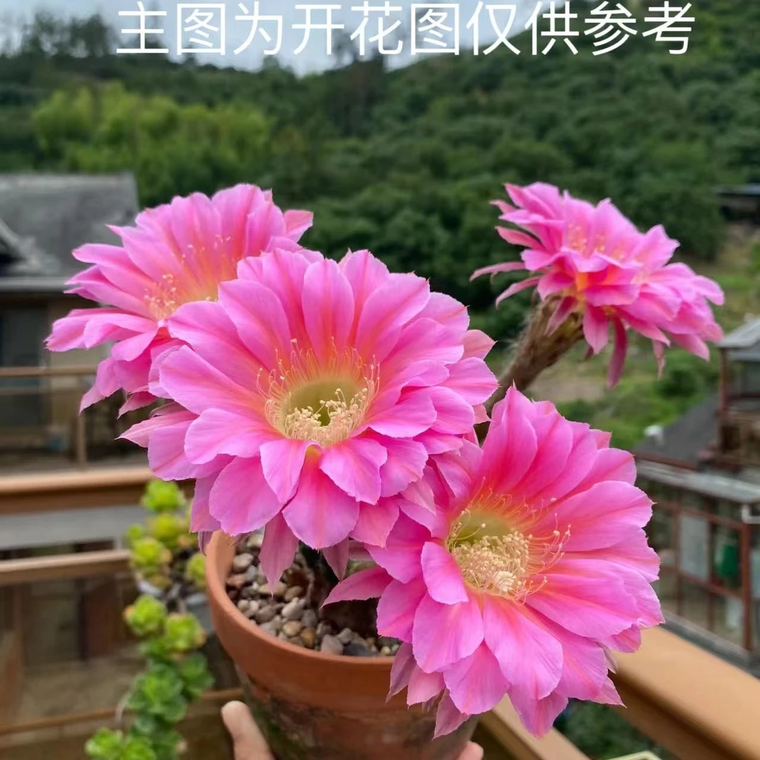 浓桃筋  仙人球植物 漳州基地直发货 新手好养 室内外办公室绿植