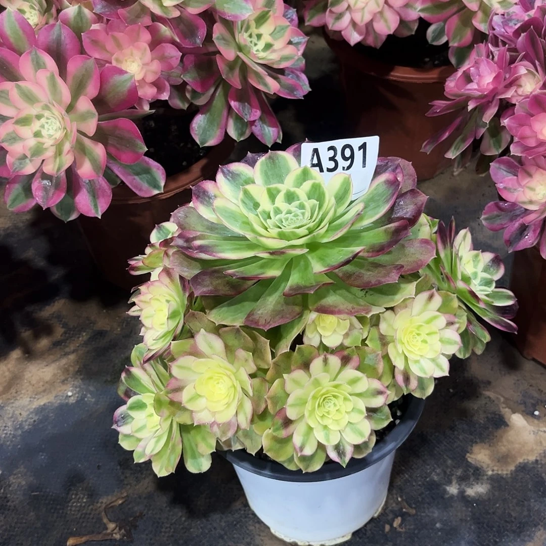 多肉植物玉姿391多肉