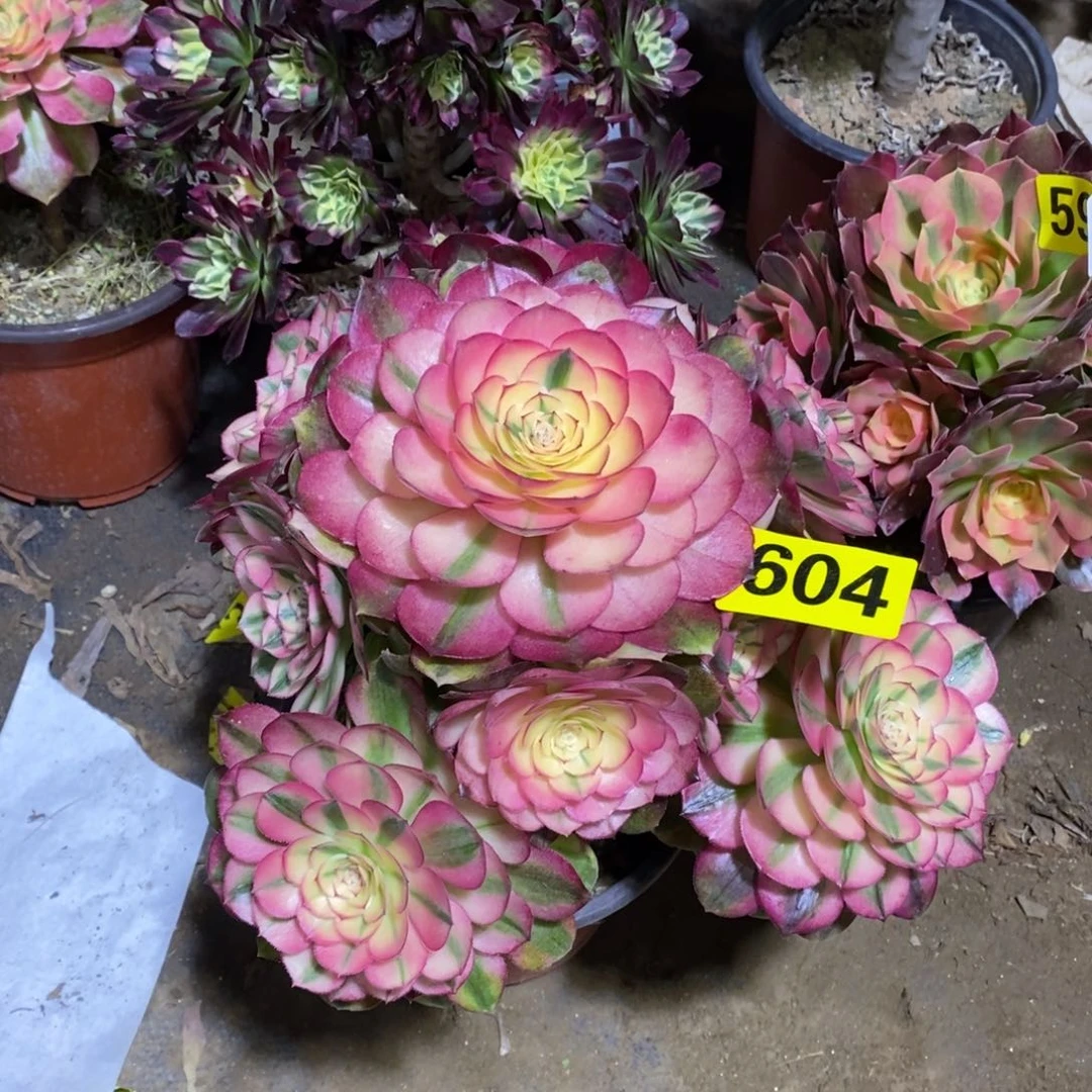 乔*荔枝多肉法师604