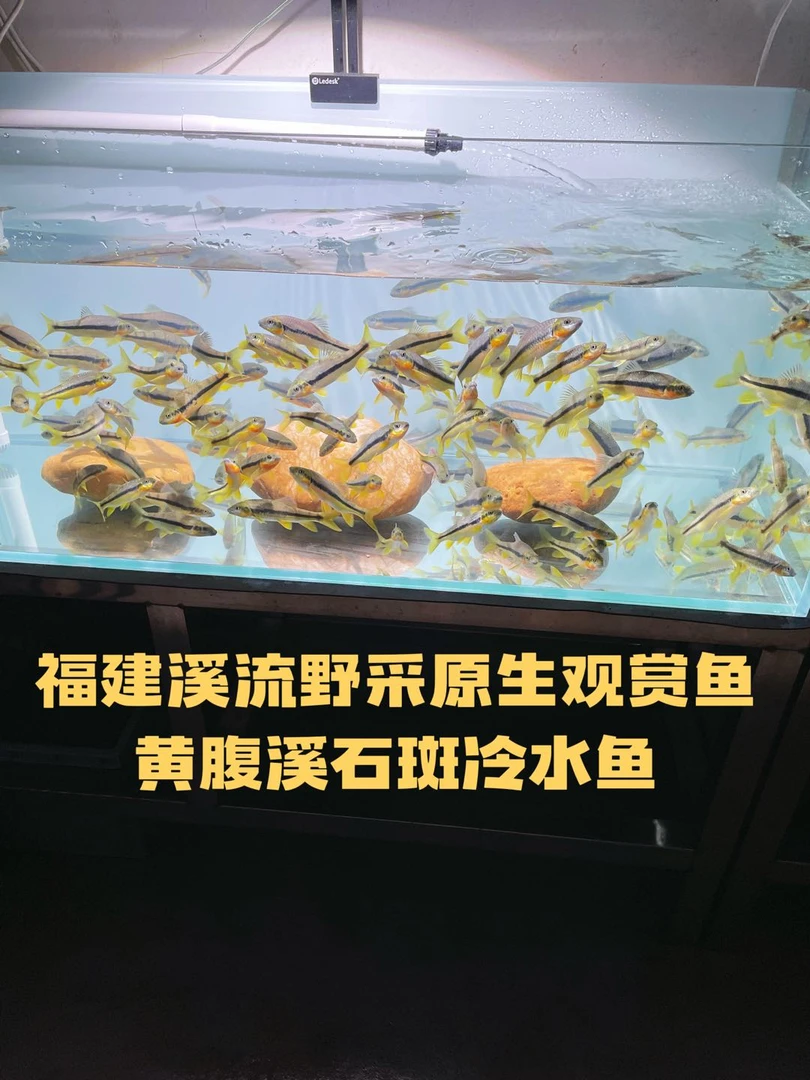 福建龙岩黄腹溪石斑冷水光唇鱼金腹红腮原生鱼野采溪流鱼缸观赏鱼