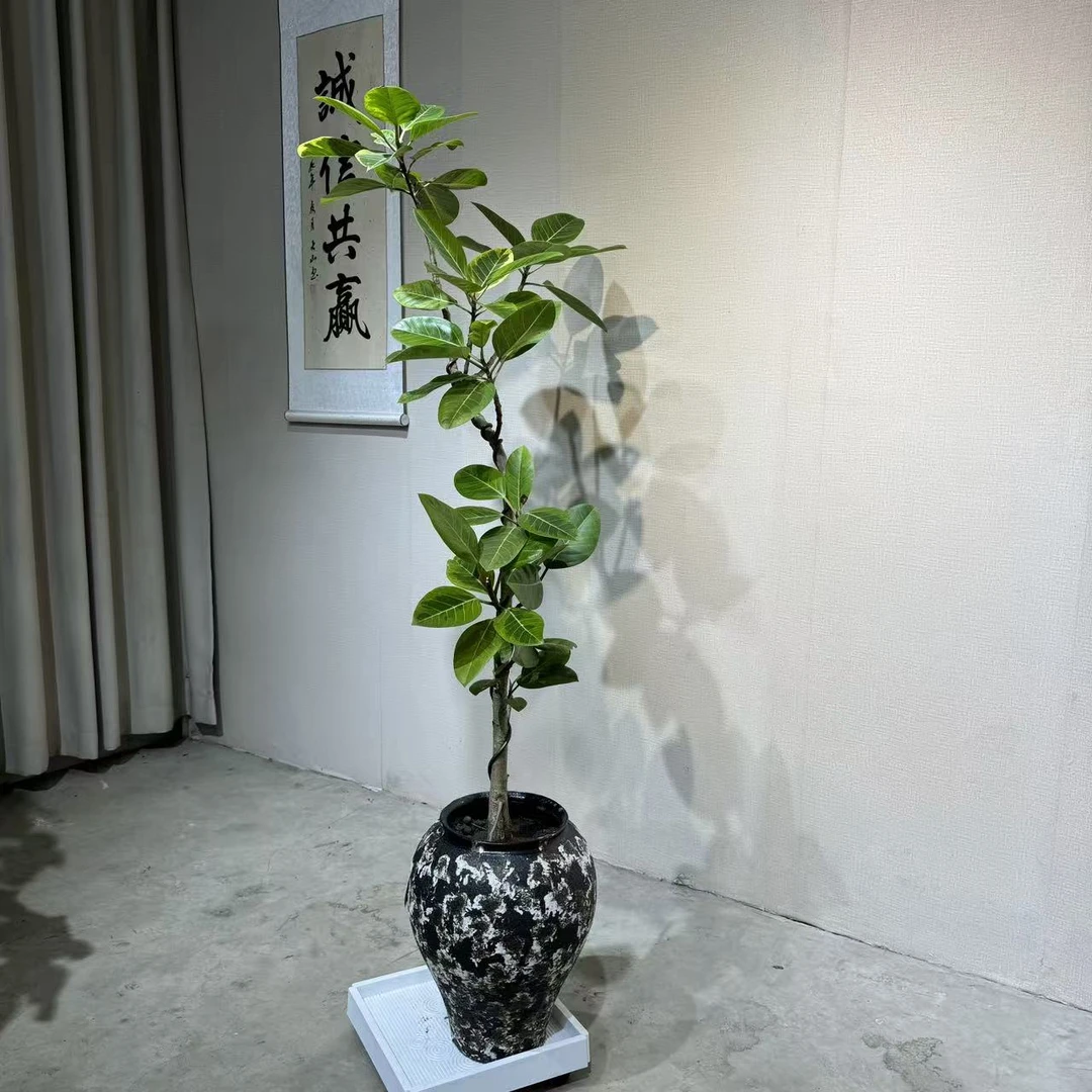 黄金榕造型盆栽室内客厅绿植办公室落地植物好养大型