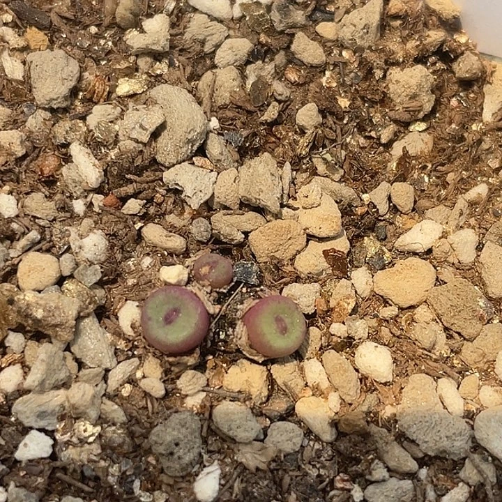 24-34嘴se多肉植物