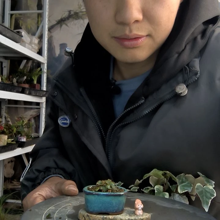 宇****p小盆景小植物一物一拍469