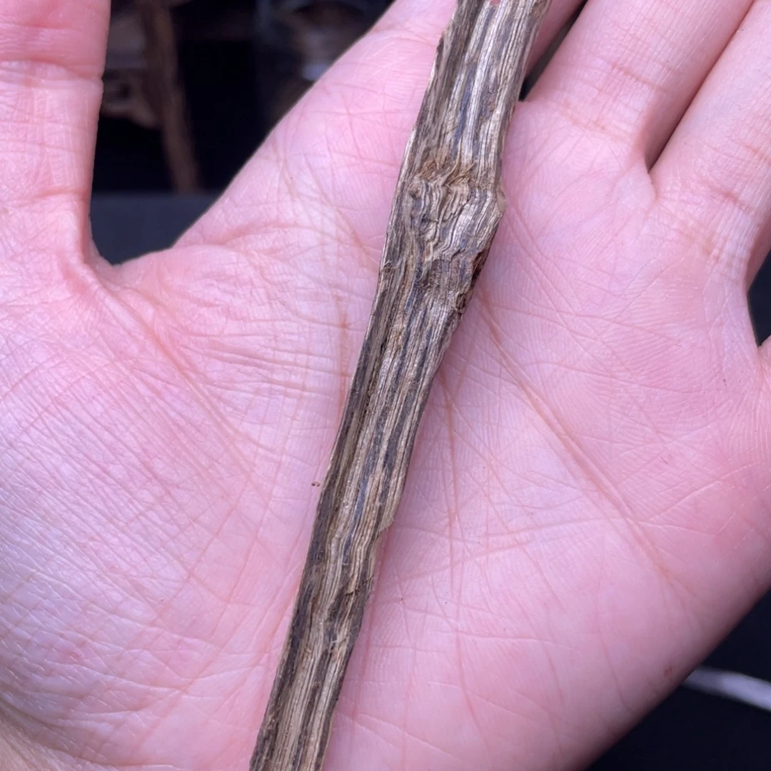 香榧木海南 虫漏3克