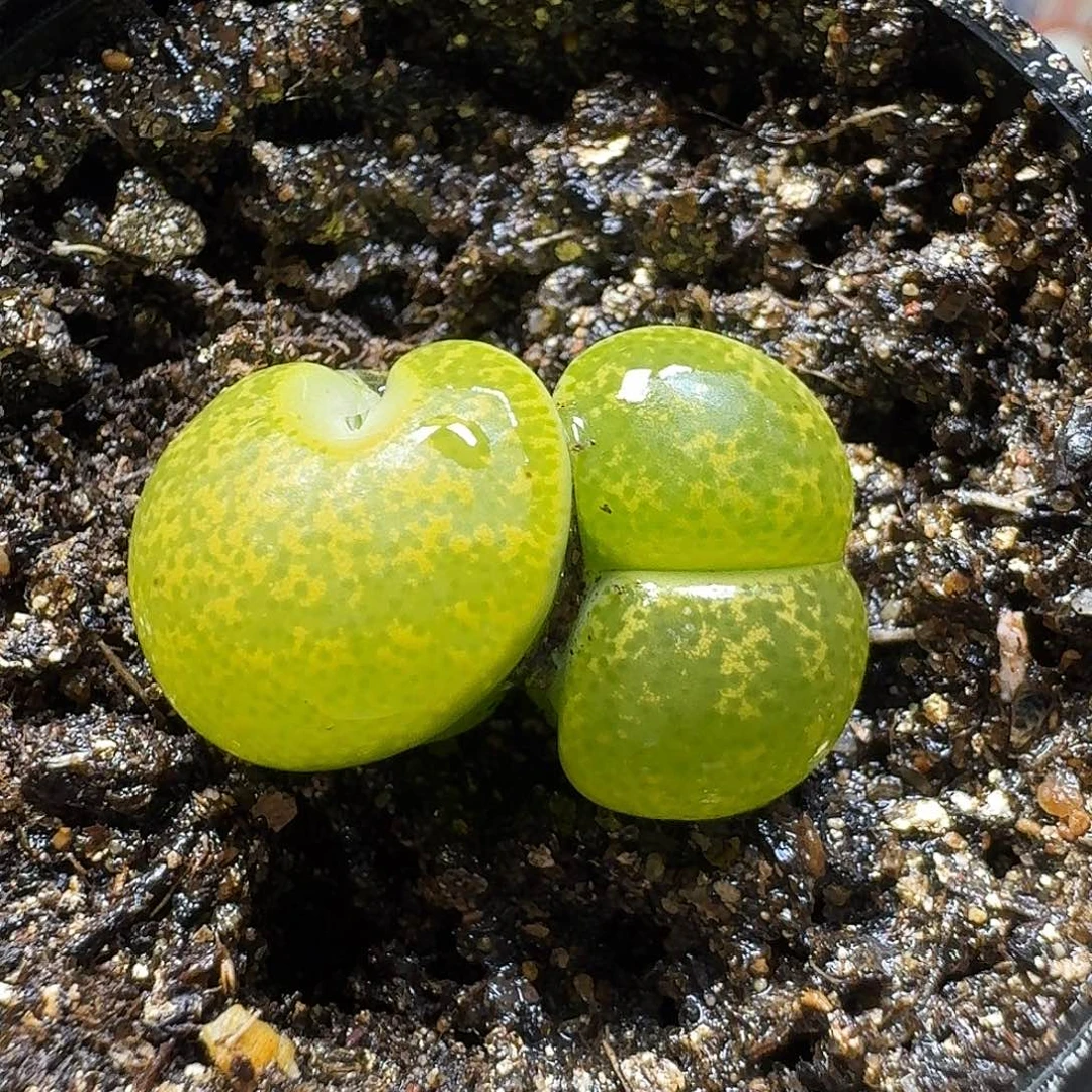 生石花11111。 怪。   230