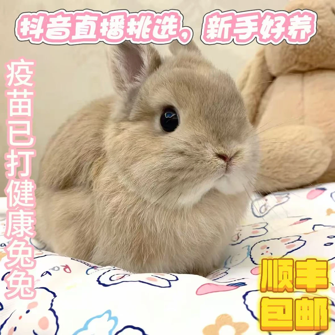 小体型长不大侏儒垂耳兔活体适合家庭宿舍饲养的宠物兔