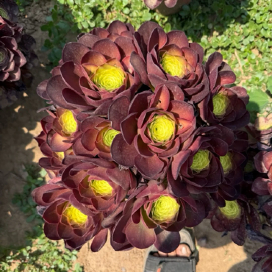 魅金玫瑰精品法师盆栽好看好养夏天比备脱土发货