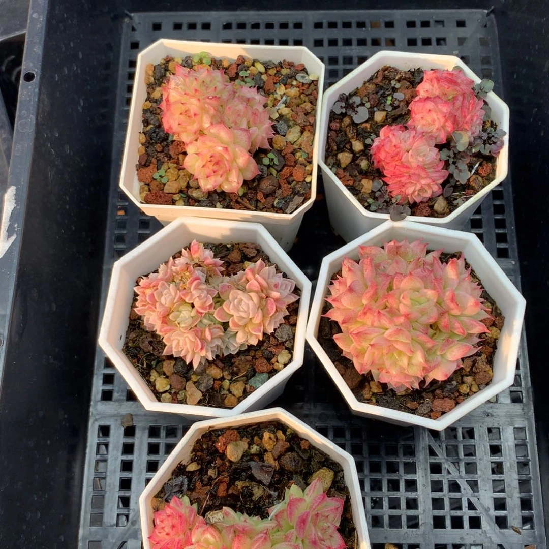 1213-152 套餐一组