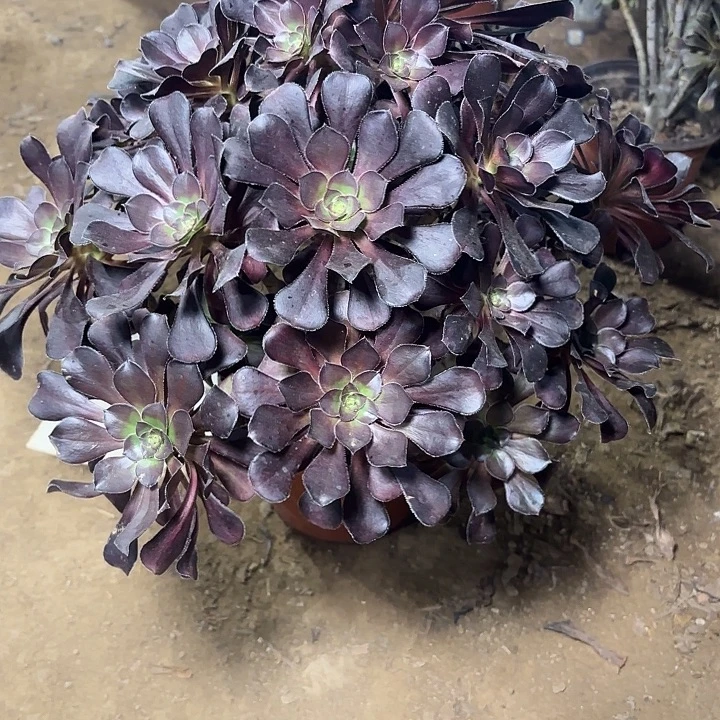 多肉植物法师圆叶23