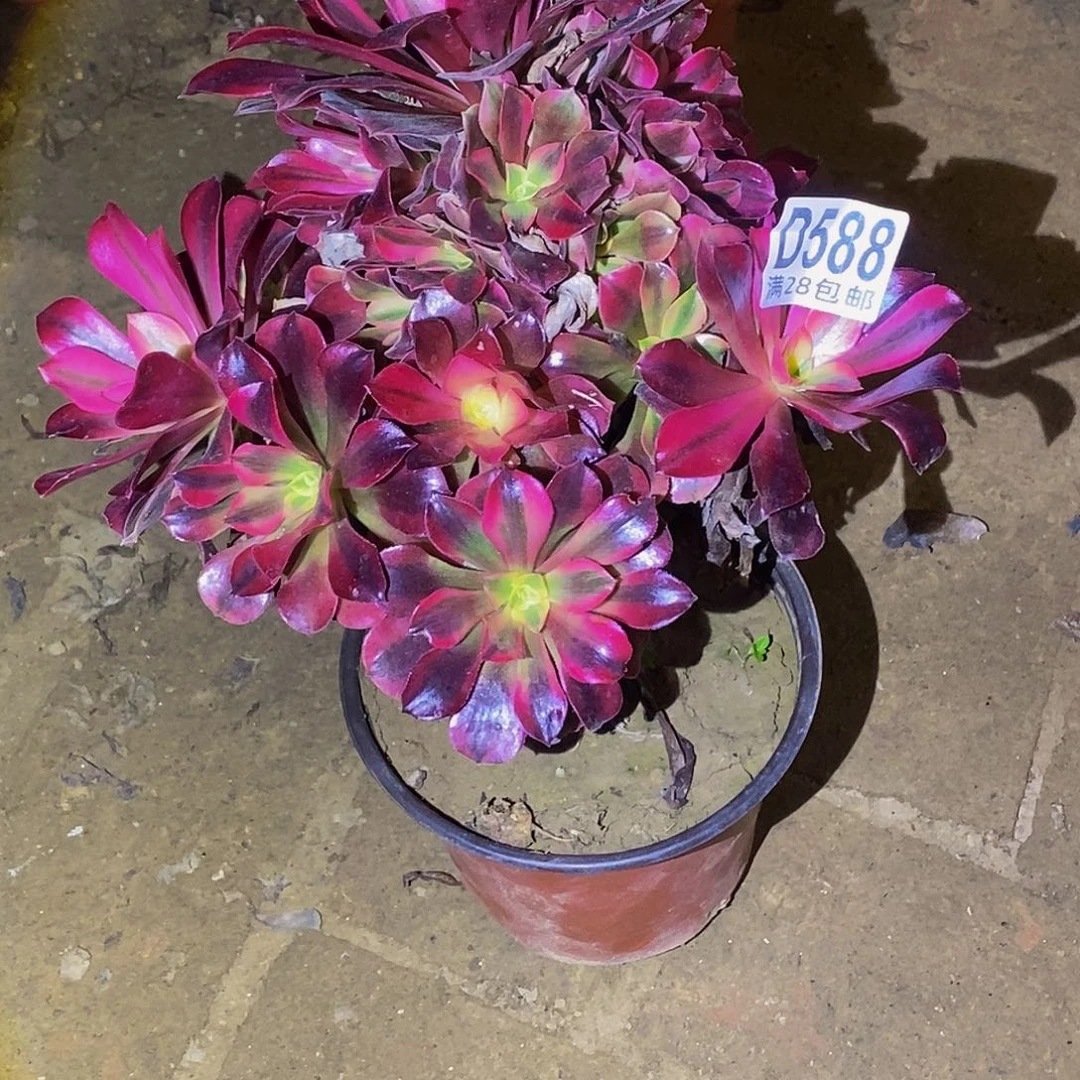 妃***飞588美杜莎多肉植物不包断枝