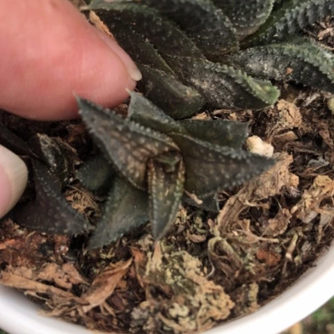 鬼瓦硬叶侧牙硬叶