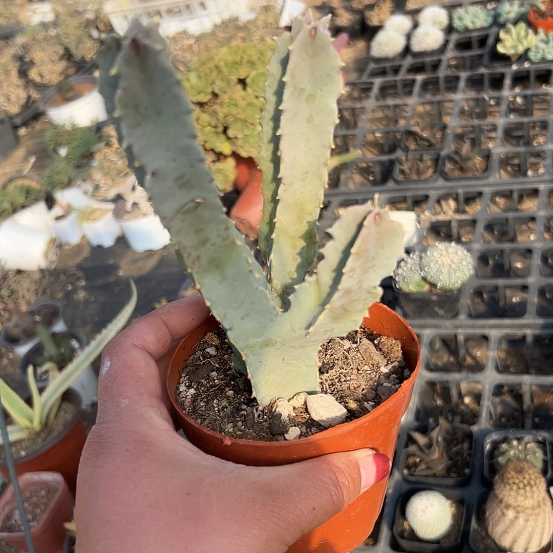 多肉植物孤独女王