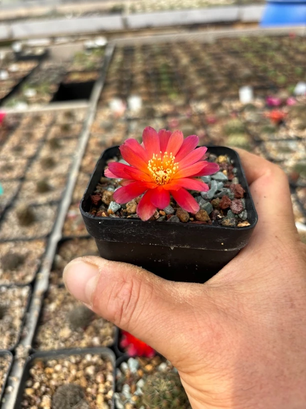 新品培育的沟宝山，侧芽扦插繁殖，根系健康，购买之前确认一下