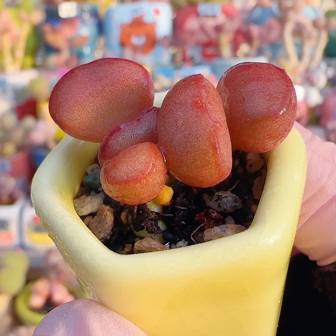 L 可爱红蛋 盆口2.5cm