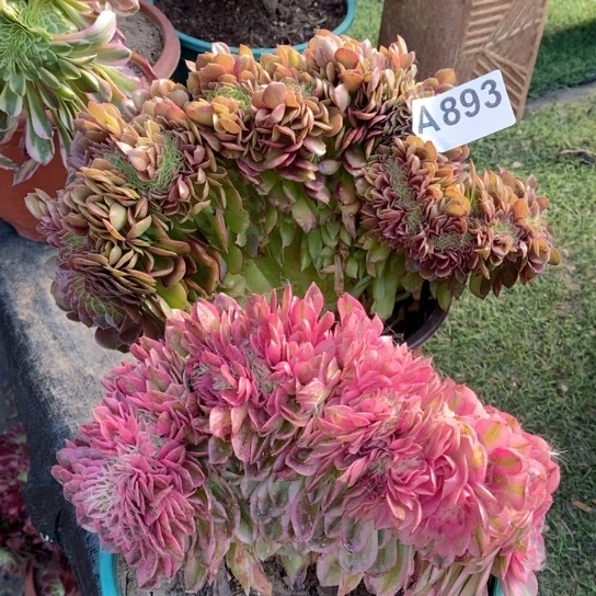 荔枝缀化加万圣节缀化894.893