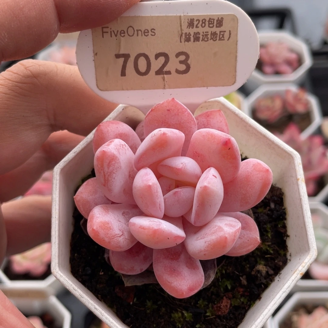 雪糕7023-5.0厘米