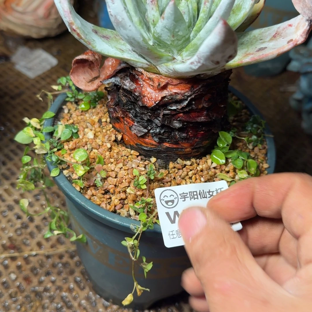 6115雪山仙女杯多肉