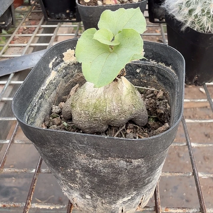 象足龟甲龙4仙人球