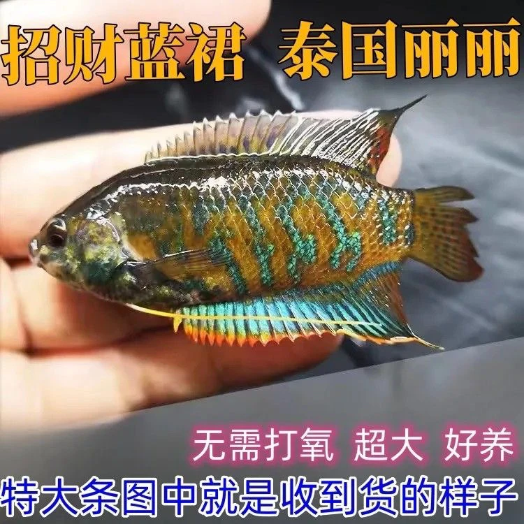 招财泰丽丽普叉观赏鱼好养原生耐活小型中国斗鱼耐养蓝黄曼龙公母