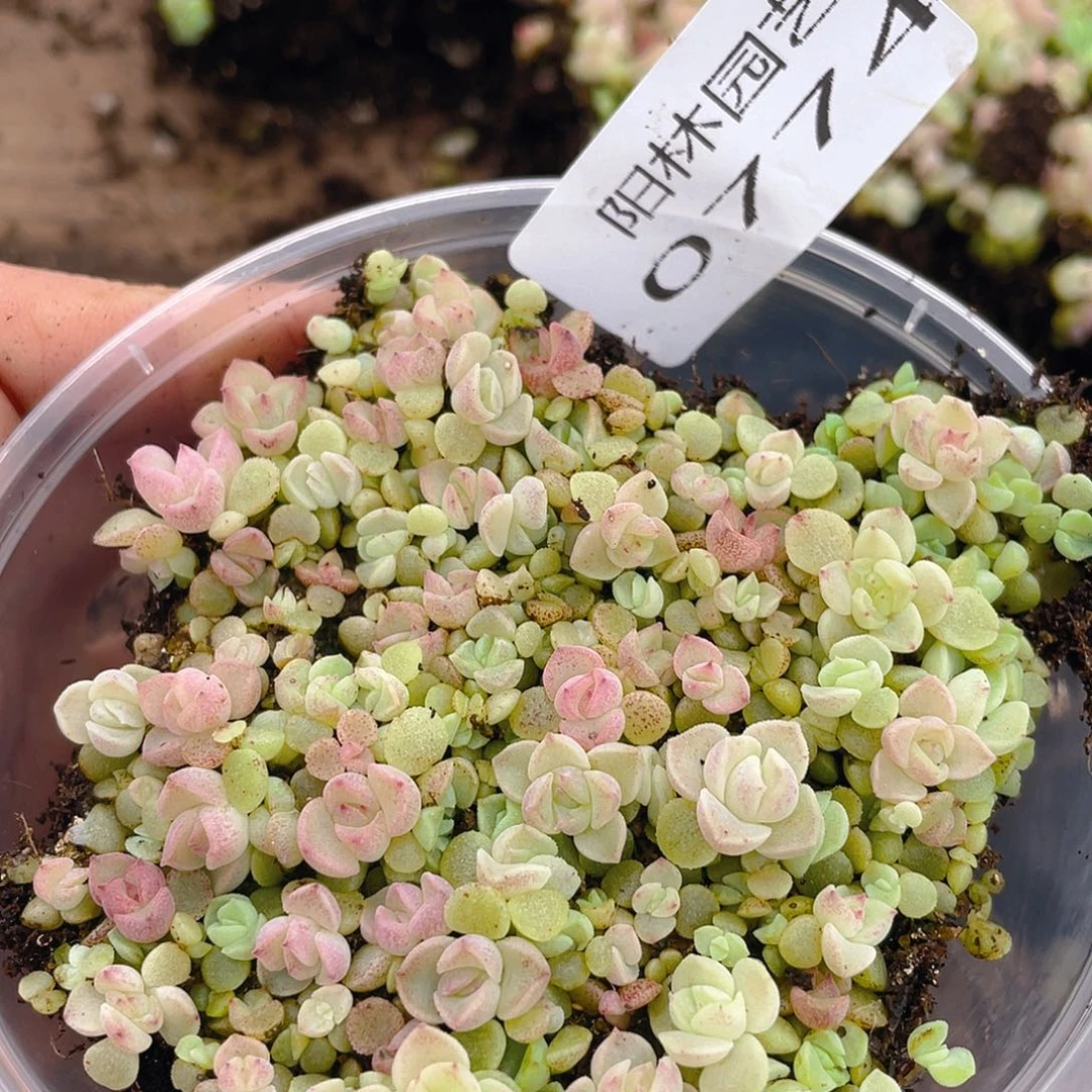 多肉植物多肉植物774