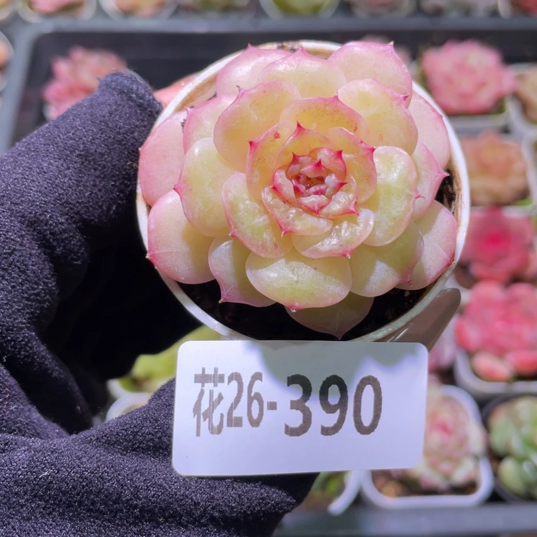花利美26-390福利珍妮