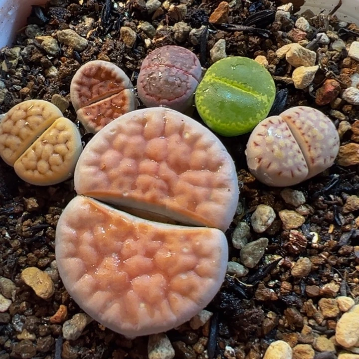 多肉植物组合带盆369