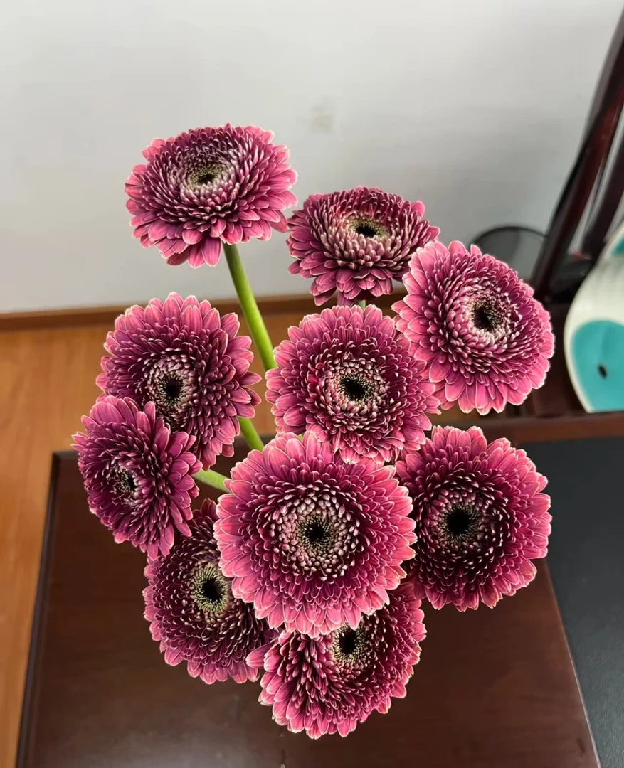 方德小头乌梅泡泡非洲菊10支     批发花店摆地摊直发一手货源