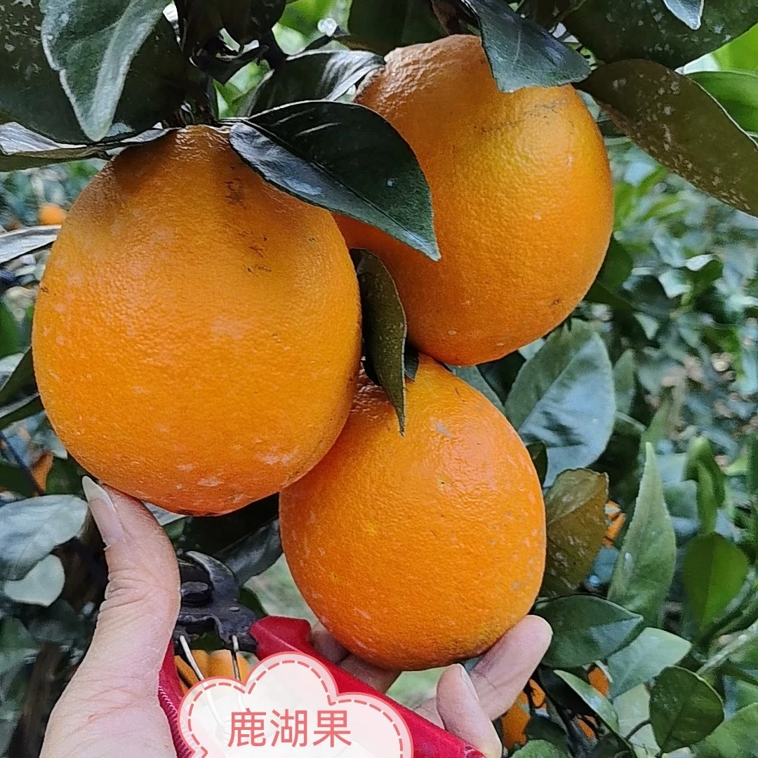 正宗赣南脐橙新鲜现摘应季橙产地直发带枝叶当季水果产地直发5Kg