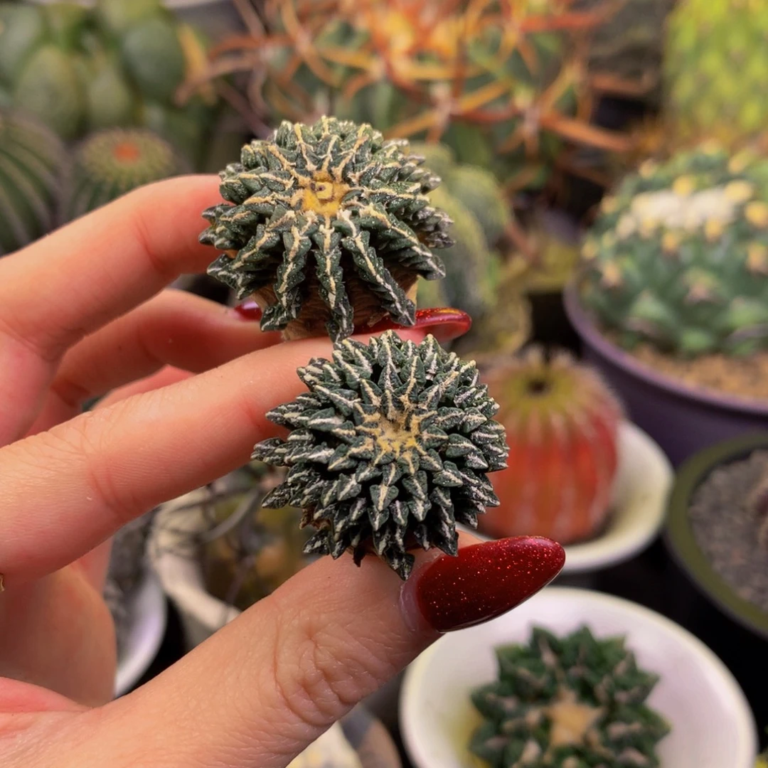 0***7特小尤姬两颗打包