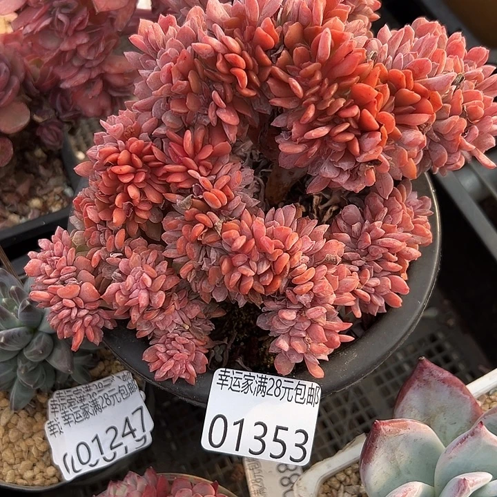 幸运儿是一位非常优秀