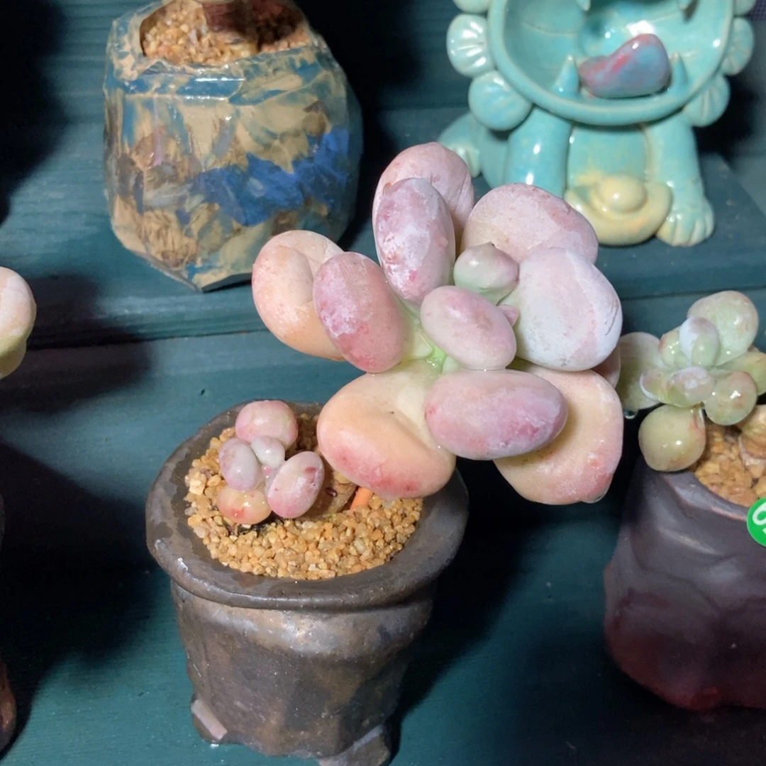 油煎丸子一分二带盆专拍