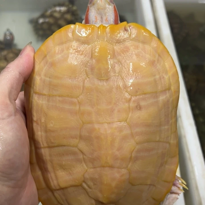 母绿毛龟19.5厘米白巴老公