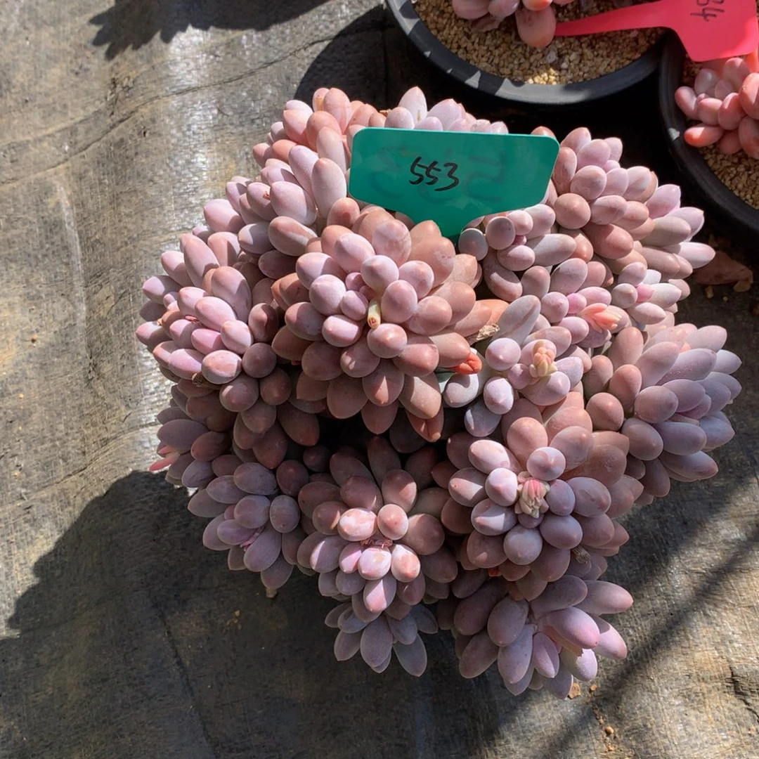 闻***香大汤圆727272727272