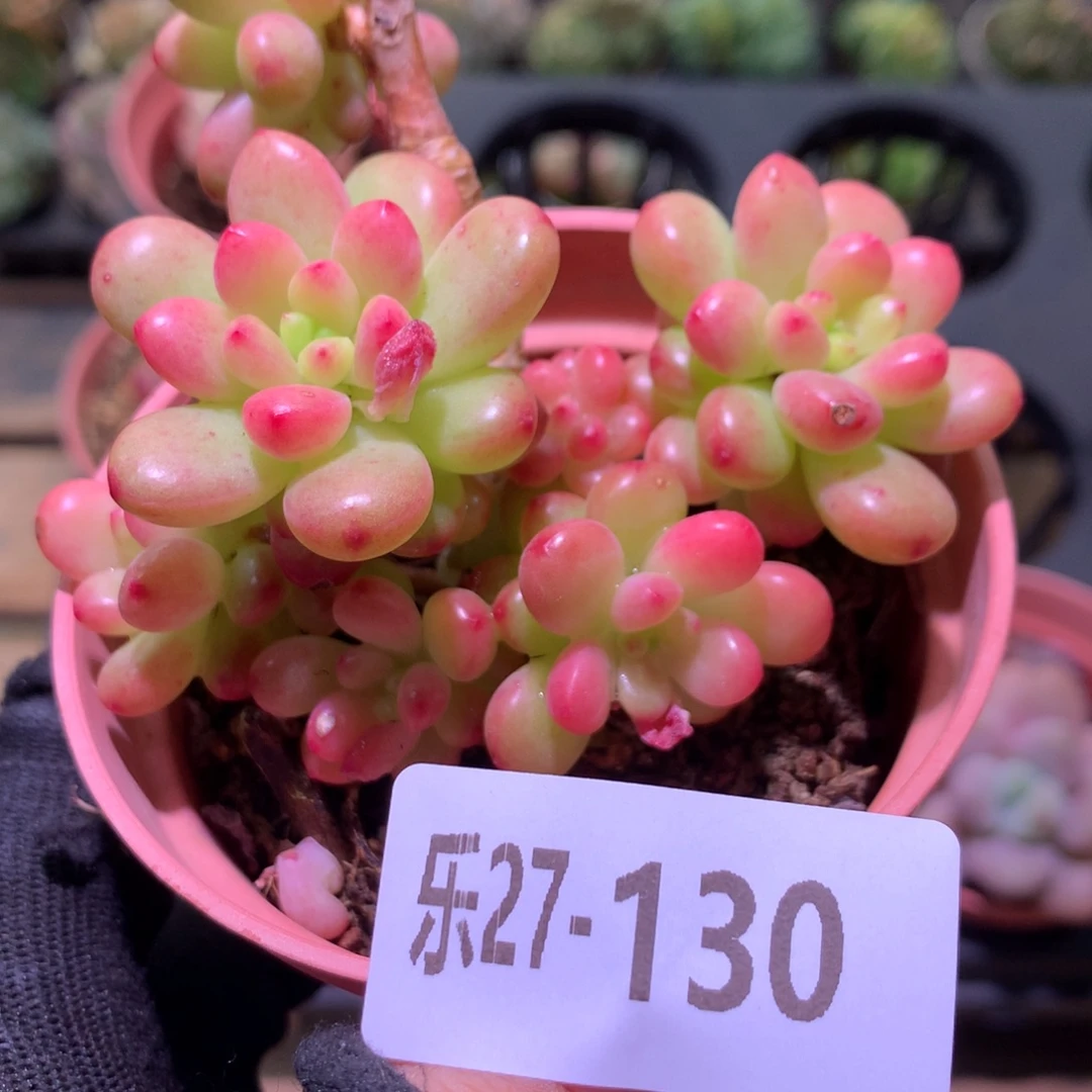 乐然27-130 香格里拉