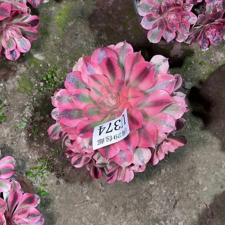 374粉女巫   多肉植物