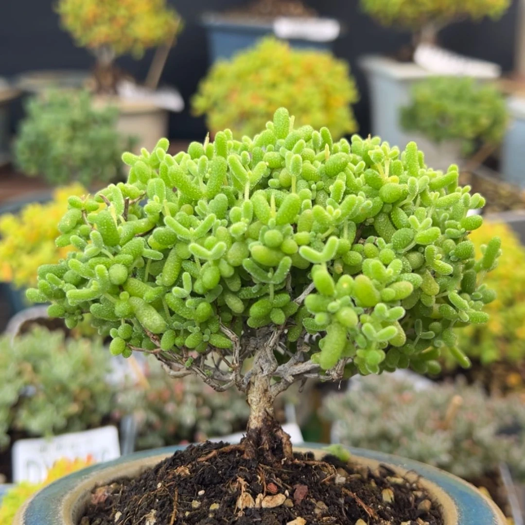 【闪购商品】dy6916提根老桩金桔冠幅9cm不含盆