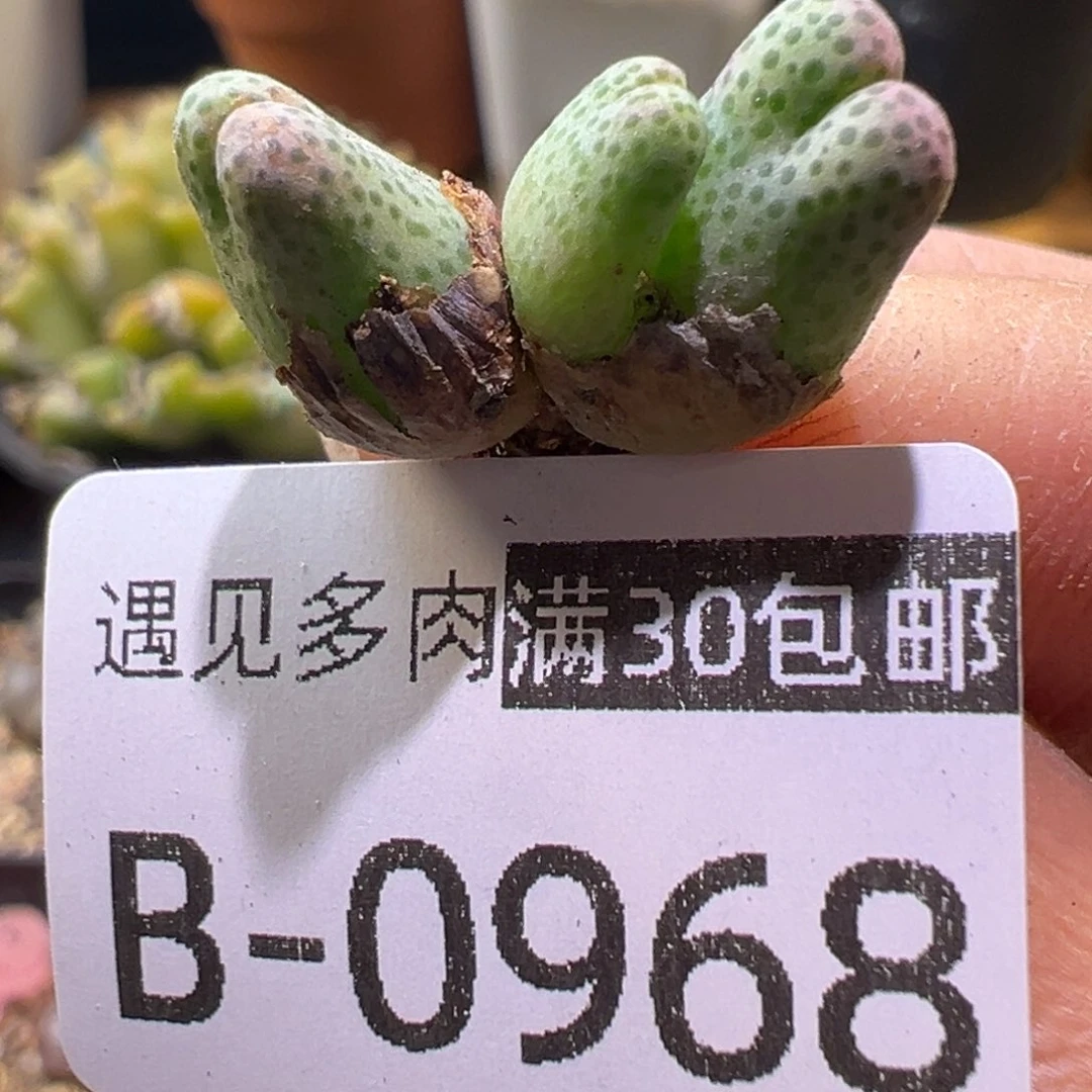 多肉植物11111111111111