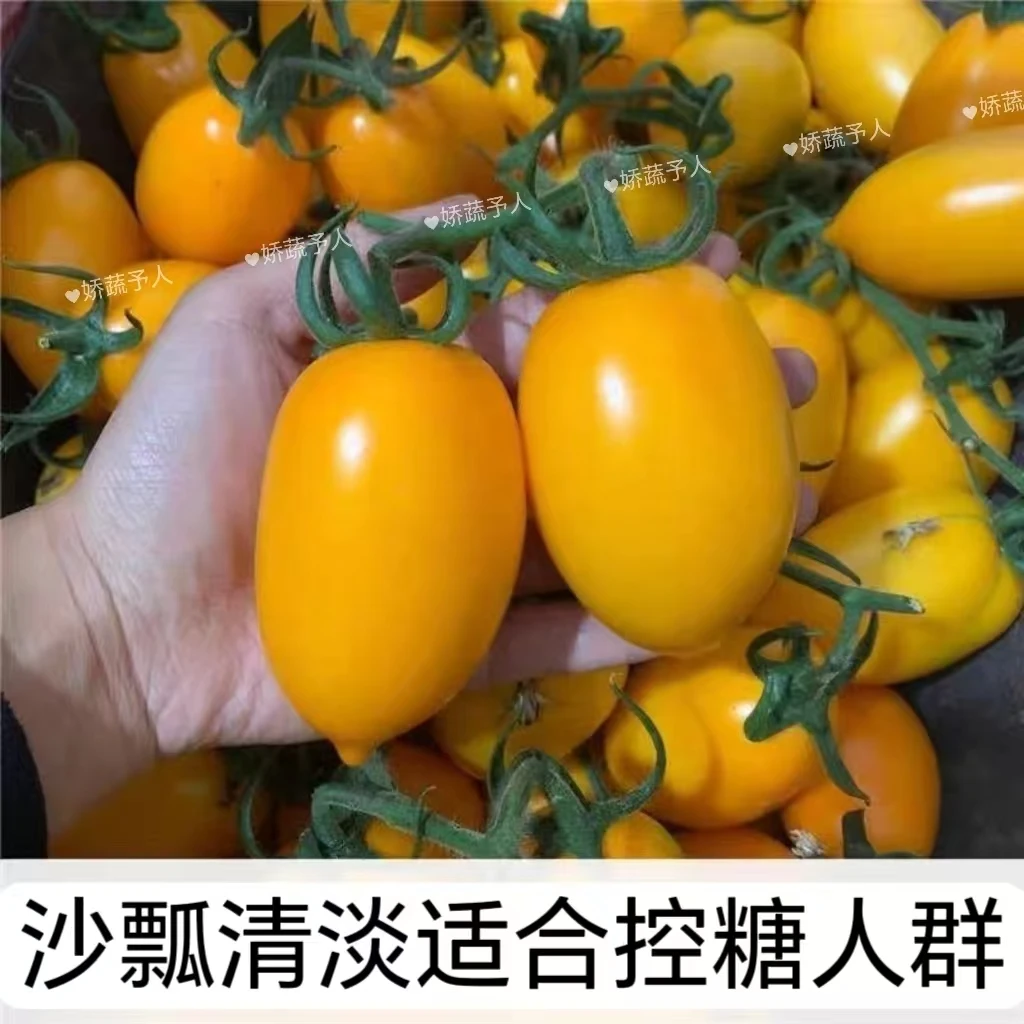 【精品】黄罗曼奶香黄番茄软糯香甜新鲜水果沙瓢黄柿子大果西红柿