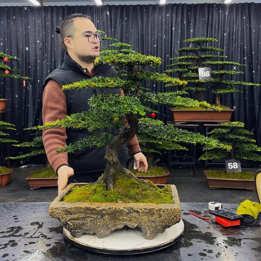 红芽罗汉松高端造型盆景