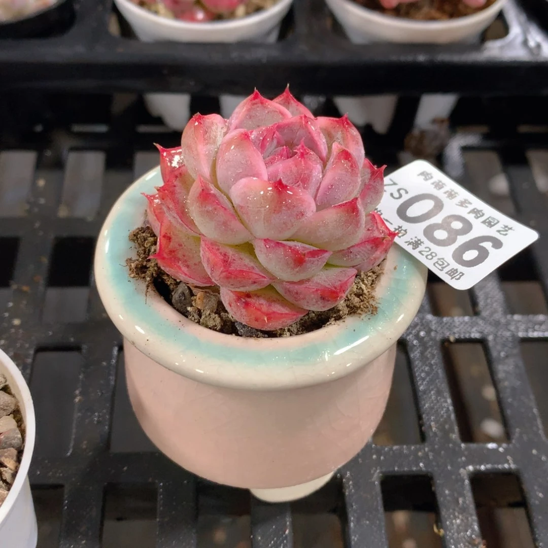 肉萌萌拇指盆精控多肉ZS086