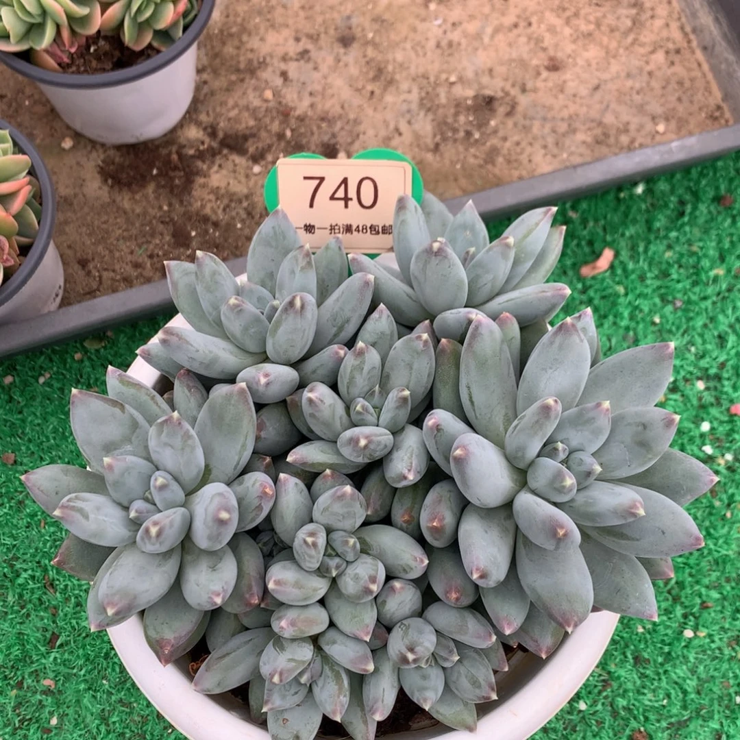 胖体天使之翼无砍平头740