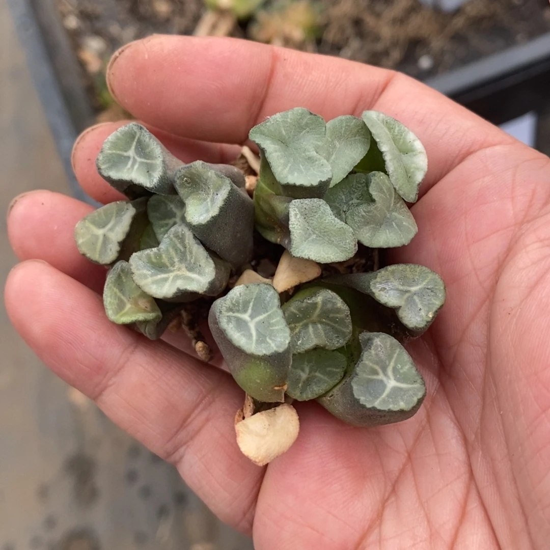 2201 一颗实生万象 三个品种 开播福利