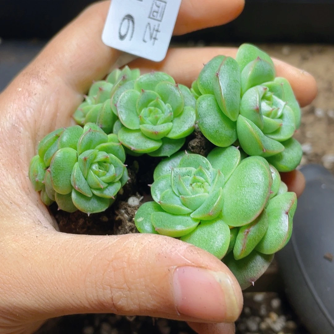 *****多肉植物多肉植物216