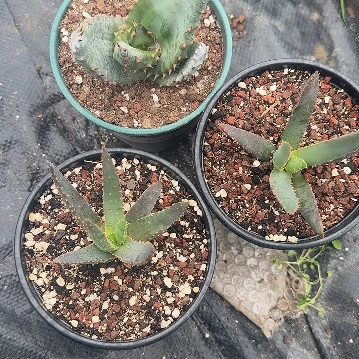 拥***抱3个芦荟脱土发货啦啦