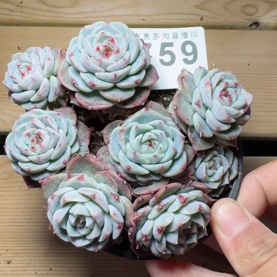 天鹅绒      愿你一路坦途，乘风破浪展宏图