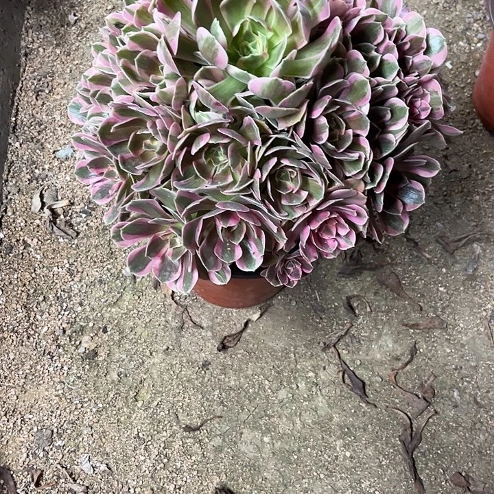 多肉植物妖月锦……