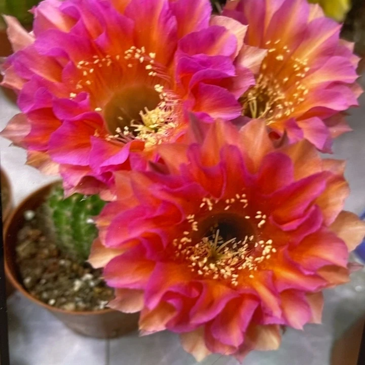 彩草93号带根6公分左右