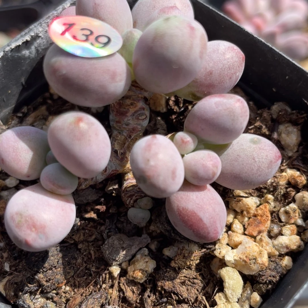 桃花奶酪多肉植物
