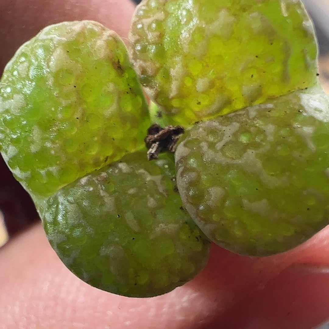 0000600 一物一拍……