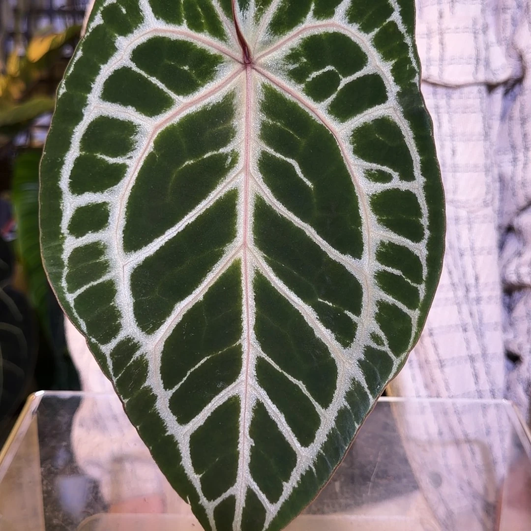 完全开放J123 米娜桑葚杂SKG红